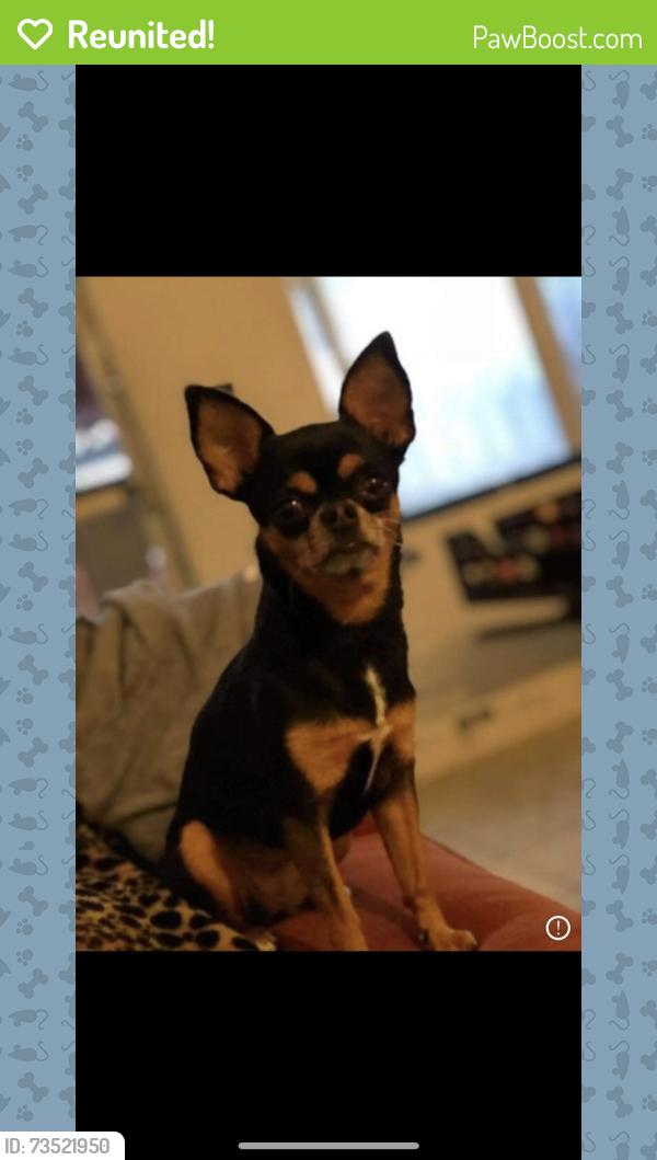 Reunited Female Dog last seen Polk st, Cullen, McKinney st, Lockwood, Houston, TX 77023