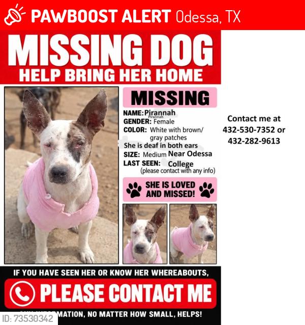 Lost Female Dog last seen Kermit and 21st in Odessa, Tx, Odessa, TX 79761