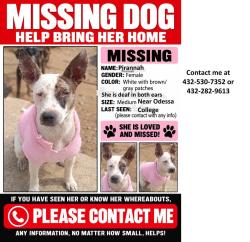 Lost Female Dog last seen Kermit and 21st in Odessa, Tx, Odessa, TX 79761