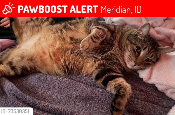 Lost Male Cat last seen Darrah drive, Meridian, ID 83646