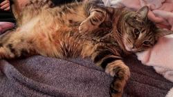 Lost Male Cat last seen Darrah drive, Meridian, ID 83646