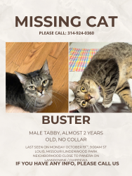 Reunited Male Cat last seen Lansdowne and Jamieson, St. Louis, MO 63109