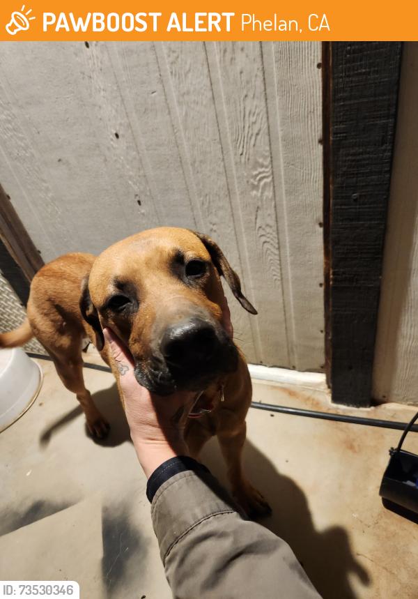 Found/Stray Male Dog last seen Hollister rd. and White rd., Phelan, CA 92371
