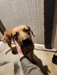 Found/Stray Male Dog last seen Hollister rd. and White rd., Phelan, CA 92371