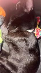 Lost Male Cat last seen Westover, etc, Morgantown, WV 26505