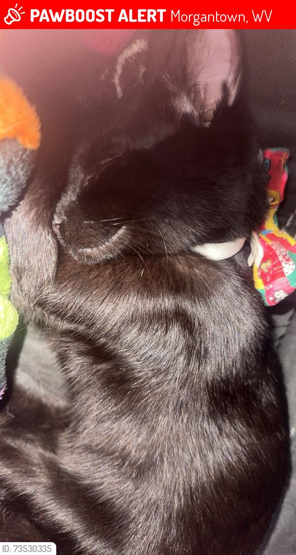 Lost Male Cat last seen Westover, etc, Morgantown, WV 26505