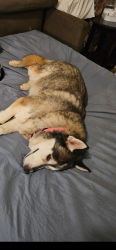 Lost Male Dog last seen red dog road, Nevada City, CA 95959