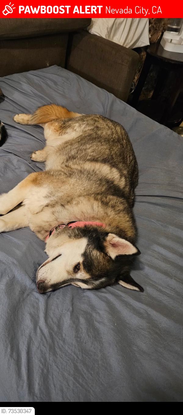Lost Male Dog last seen red dog road, Nevada City, CA 95959