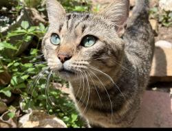 Lost Male Cat last seen Timberhurst, San Antonio, TX 78250