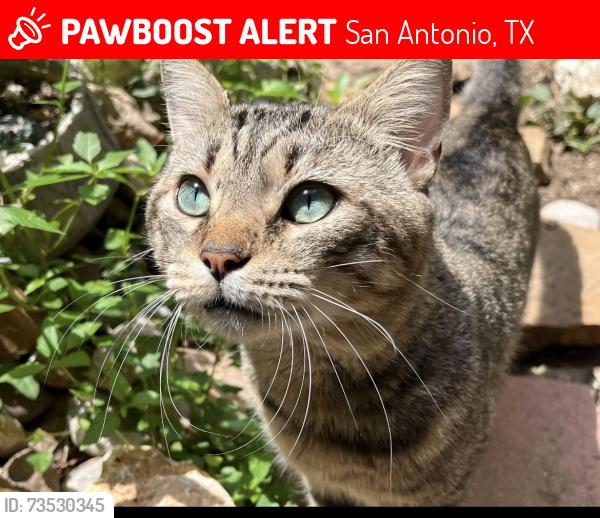 Lost Male Cat last seen Timberhurst, San Antonio, TX 78250