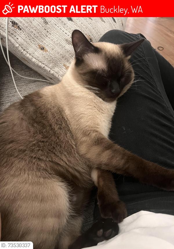 Lost Male Cat last seen Foothills elementary Buckley, Buckley, WA 98321