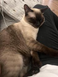 Lost Male Cat last seen Foothills elementary Buckley, Buckley, WA 98321