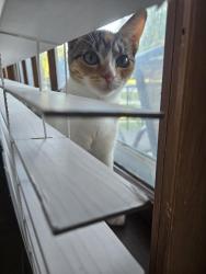 Reunited Female Cat last seen 82nd and Auer, Milwaukee, WI 53222