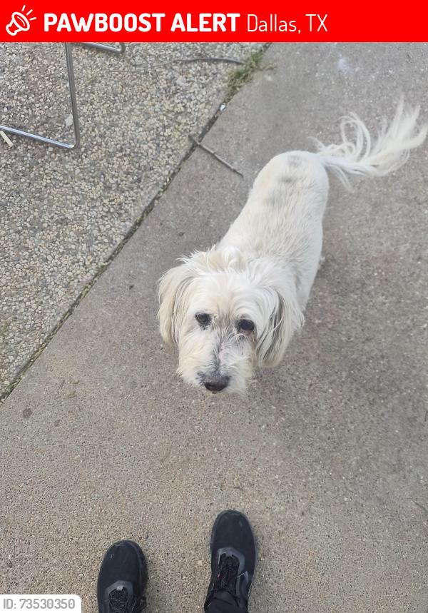 Lost Male Dog last seen Cockrell hill and Illinois, Dallas, TX 75211
