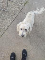Lost Male Dog last seen Cockrell hill and Illinois, Dallas, TX 75211