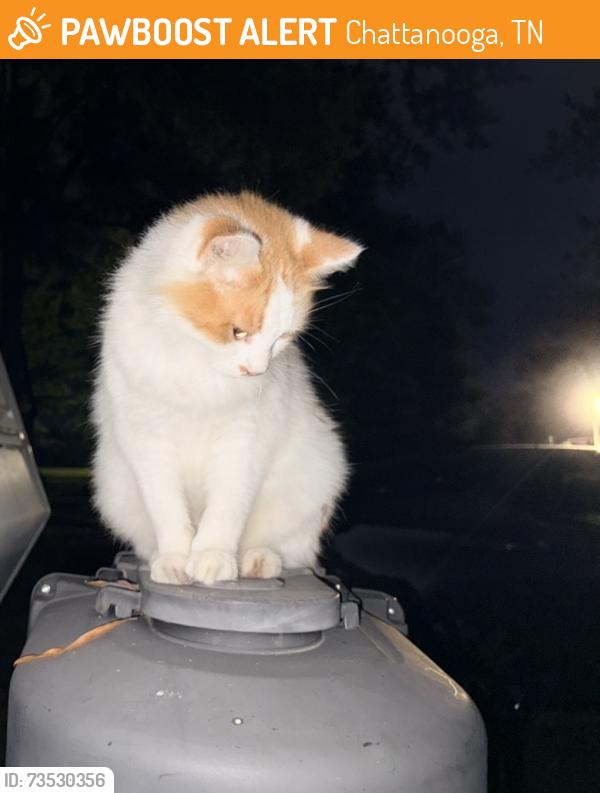 Found/Stray Unknown Cat last seen Moore Rd., Chattanooga, TN 37411