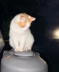 Found/Stray Unknown Cat last seen Moore Rd., Chattanooga, TN 37411