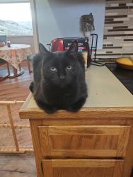 Reunited Male Cat last seen Fir St, Sequim, WA 98382