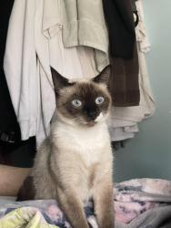 Lost Female Cat last seen mariposa st, Salinas, CA 93906