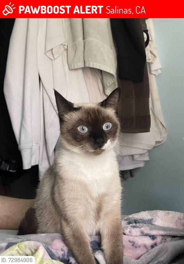 Lost Female Cat last seen mariposa st, Salinas, CA 93906