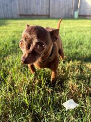 Reunited Male Dog last seen Marconi Corsco and Mazzini Dr, Richmond, TX 77406