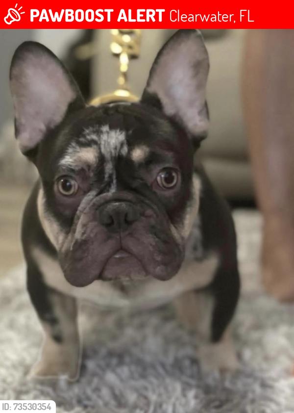 Lost Male Dog last seen Palmetto st and kings Highway, Clearwater, FL 33755