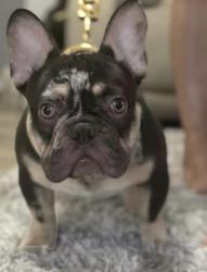 Lost Male Dog last seen Palmetto st and kings Highway, Clearwater, FL 33755