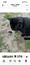 Lost Male Cat last seen 150n & Johnson rd, Churubusco, IN 46723