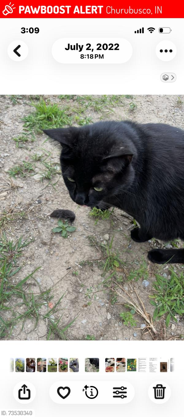 Lost Male Cat last seen 150n & Johnson rd, Churubusco, IN 46723
