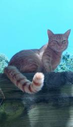 Lost Male Cat last seen Valley Creek Dr and Hood Farm Rd, Johnston County, NC 27520