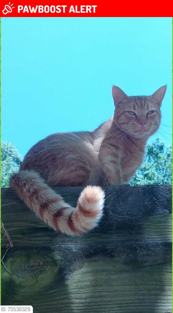 Lost Male Cat last seen Valley Creek Dr and Hood Farm Rd, Johnston County, NC 27520