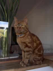 Reunited Male Cat last seen Southey Street & Byron Street intersection, Elwood, VIC 3184