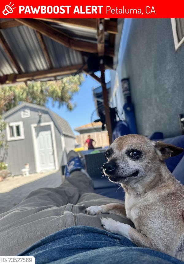 Lost Male Dog last seen Rachael ln, Petaluma, CA 94952