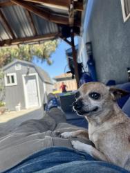 Lost Male Dog last seen Rachael ln, Petaluma, CA 94952