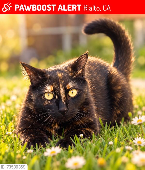 Lost Female Cat last seen W second st and w Lorraine pl, Rialto, CA 92377