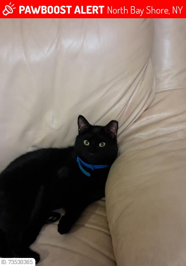Lost Male Cat last seen Elm Dr Street, North Bay Shore, NY 11706