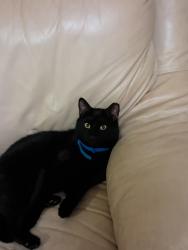 Lost Male Cat last seen Elm Dr Street, North Bay Shore, NY 11706