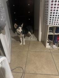 Found/Stray Female Dog last seen 48st and southern, Phoenix, AZ 85040