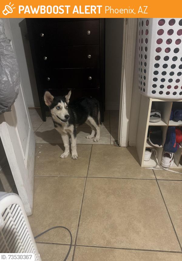 Found/Stray Female Dog last seen 48st and southern, Phoenix, AZ 85040