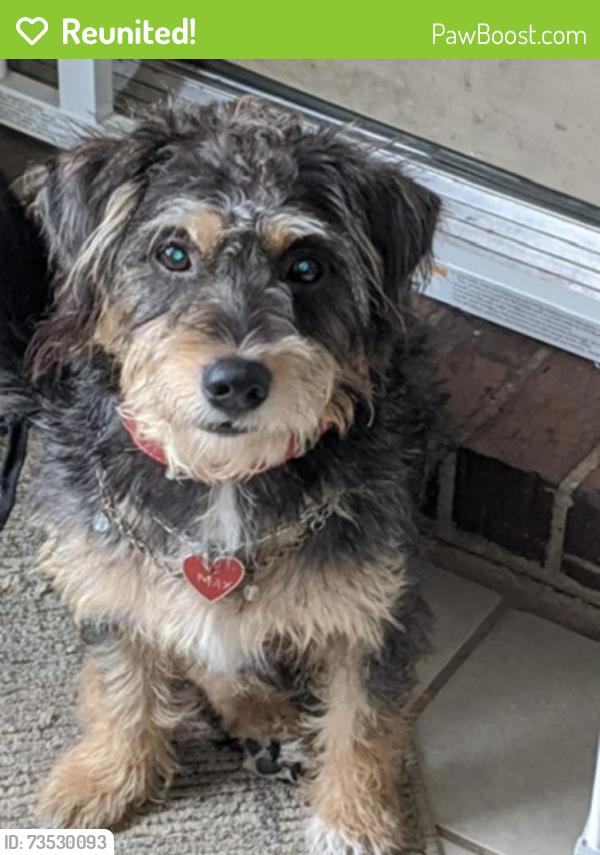 Reunited Male Dog last seen Aubrey Oaks near Elkins High School, Missouri City, TX 77459