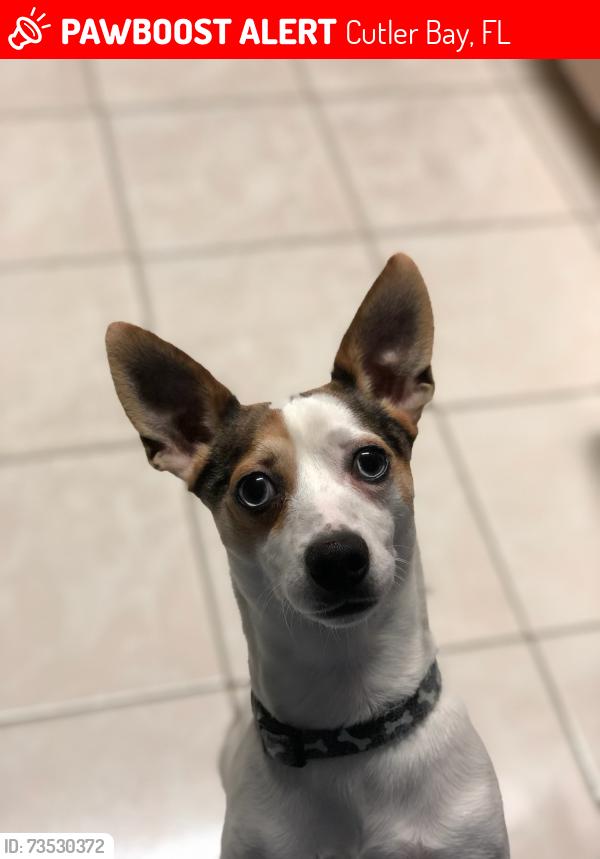 Lost Male Dog last seen Carribean blvd, Cutler Bay, FL 33189