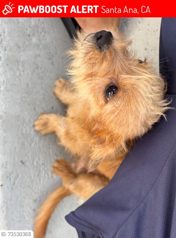 Lost Male Dog last seen Santa Ana Blvd nd Ross en Santa Ana Ca, Santa Ana, CA 92706