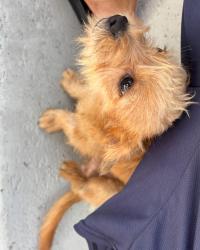 Lost Male Dog last seen Santa Ana Blvd nd Ross en Santa Ana Ca, Santa Ana, CA 92706