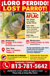 Lost Male Bird last seen Kelly rd, Tampa, FL 33615