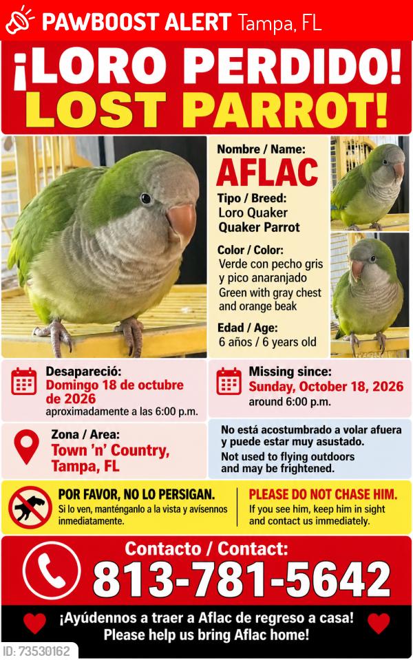 Lost Male Bird last seen Kelly rd, Tampa, FL 33615