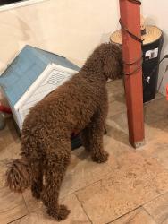 Reunited Male Dog last seen Filbert st and Fremont, Stockton, CA 95205