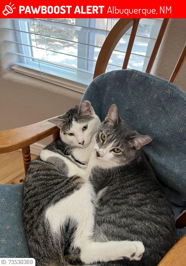 Lost Male Cat last seen Eubank & San Francisco, Albuquerque, NM 87122