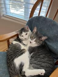 Lost Male Cat last seen Eubank & San Francisco, Albuquerque, NM 87122