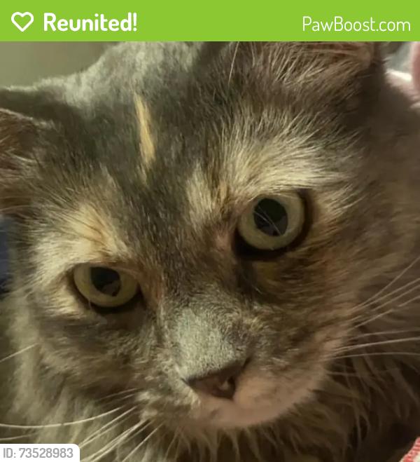 Reunited Female Cat last seen Country Club ests Mobile Home Park, 84117 at the corner of 1300 E and Van Winkle, Salt Lake City, UT 84117