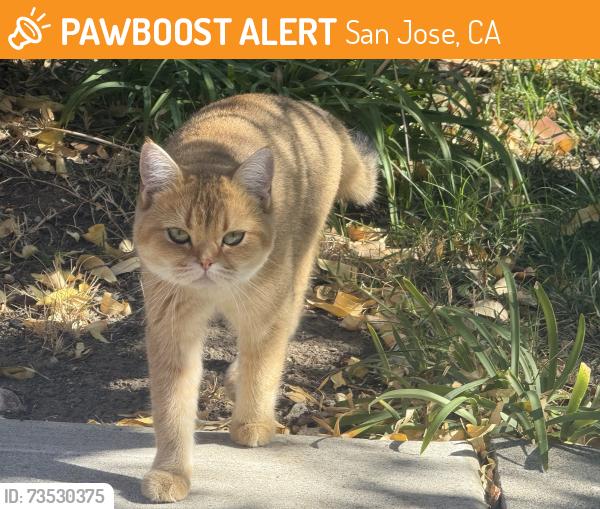 Found/Stray Unknown Cat last seen Blossom hill rd and cahalan ave, San Jose, CA 95123